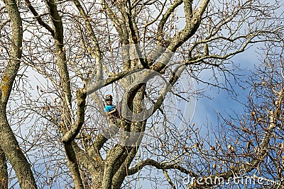 Young woman high in leafless tree trimming safely secured by ropes wearing helmet Editorial Stock Photo