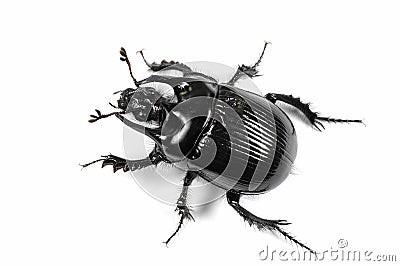 Taurus beetle isolated on white Stock Photo