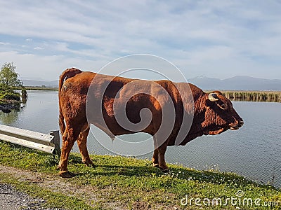 Taurus bull cow grazes on grass by the lake Stock Photo