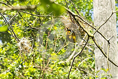 Taveta golden weaver bird ploceus castaneiceps Stock Photo