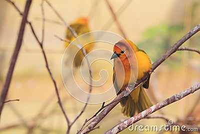 Taveta golden weaver Stock Photo