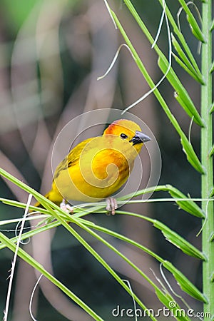 Taveta golden weaver Stock Photo