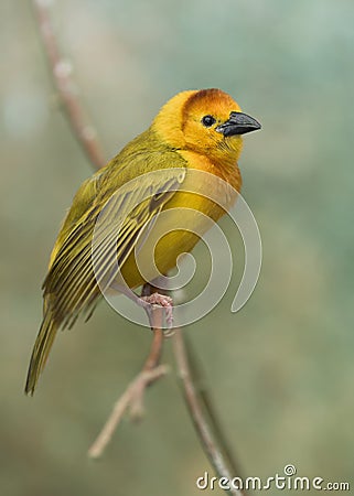 Taveta Golden Weaver perched on branch Stock Photo