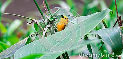 A Taveta golden weaver Ploceus castaneiceps sitting on a leafstalk Stock Photo