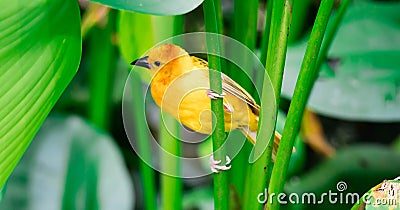 A Taveta golden weaver Ploceus castaneiceps sitting on a leafstalk Stock Photo