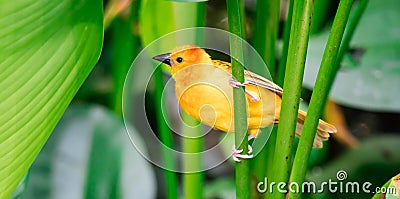 A Taveta golden weaver Ploceus castaneiceps sitting on a leafstalk Stock Photo