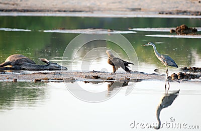 Tawney Eagle and Grey Heron looking at a dead carcass in the middle of a waterhole Stock Photo