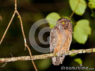 Tawny-bellied Screech Owl Stock Photo