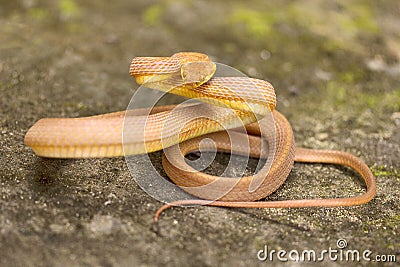 Tawny cat snake, Boiga ochracea, Colubridae, Gumti, Tripura , India Stock Photo