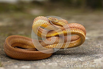 Tawny cat snake, Boiga ochracea, Colubridae, Gumti, Tripura , India Stock Photo