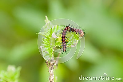 Tawny Coster Acraea violae caterpillars Stock Photo