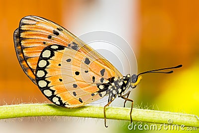 Tawny Coster Butterfly Stock Photo