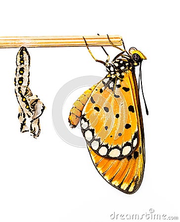 Tawny Coster butterfly and cocoon Stock Photo