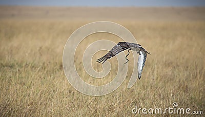 Tawny Eagle catching Breakfast Stock Photo