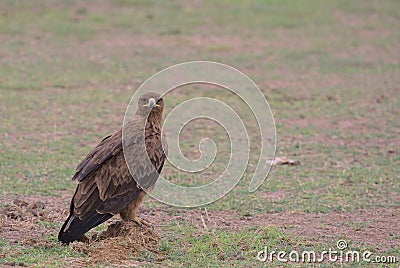 tawny eagle looking at camera sitting alert on the ground in the wild amboseli national park, kenya Stock Photo