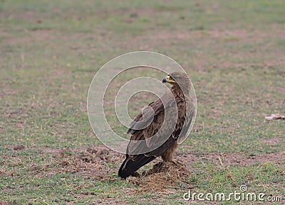 tawny eagle sitting alert with head turned in the wild amboseli national park, kenya Stock Photo