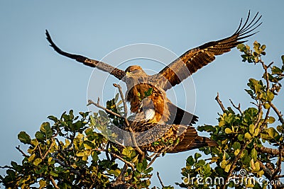 Tawny eagles mate in sunshine in tree Stock Photo