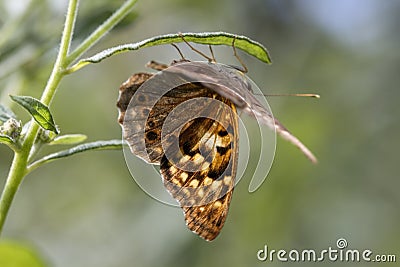 Tawny Emperor Butterfly - Asterocampa clyton on White Crownbeard Wildflower Stock Photo