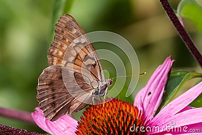 Tawny Emperor Butterfly Stock Photo