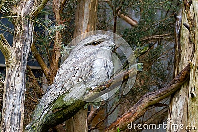 Tawny Frogmouth Stock Photo