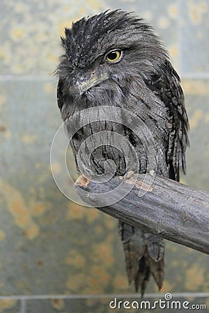 Tawny frogmouth Stock Photo