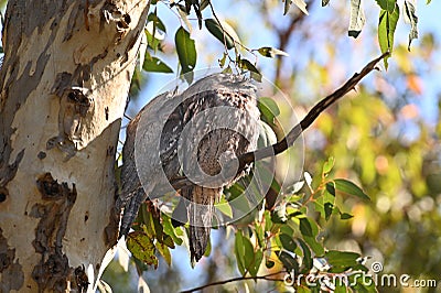 Tawny Frogmouth Australian birds sleeping on a tree branch Stock Photo