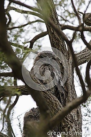 Tawny Frogmouth in Fork of Tree Stock Photo