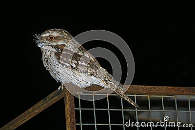 Tawny frogmouth Stock Photo