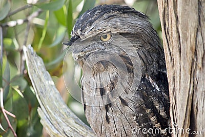 the tawny frogmouth has his eyes wide open alert for danger Stock Photo