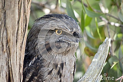 the tawny frogmouth has his eyes wide open alert for danger Stock Photo