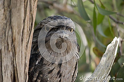 the tawny frogmouth has his eyes wide open alert for danger Stock Photo