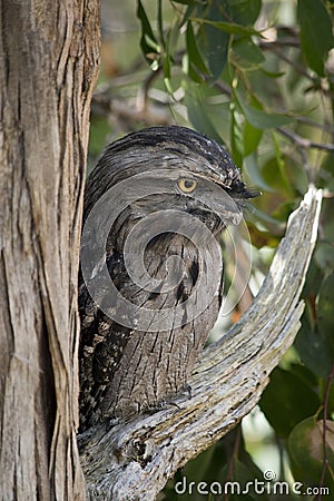 the tawny frogmouth has his eyes wide open alert for danger Stock Photo