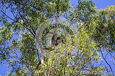 A Tawny Frogmouth Owl Camouflaged Amongst The Trees Stock Photo