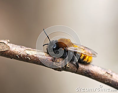 Tawny Mining Bee Stock Photo