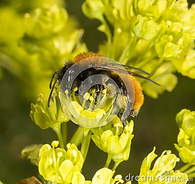 Tawny Mining Bee on flowering acer tree Stock Photo