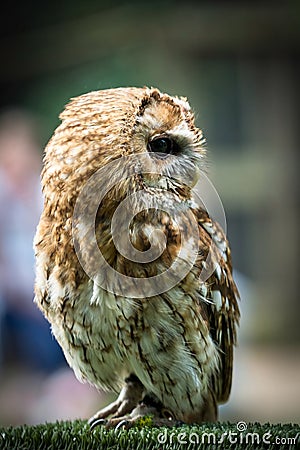 Tawny Owl Stock Photo