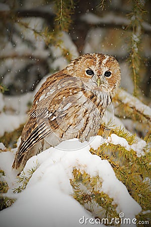 Tawny owl, brown owl, Strix aluco Stock Photo