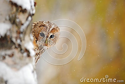 Tawny owl, brown owl, Strix aluco Stock Photo