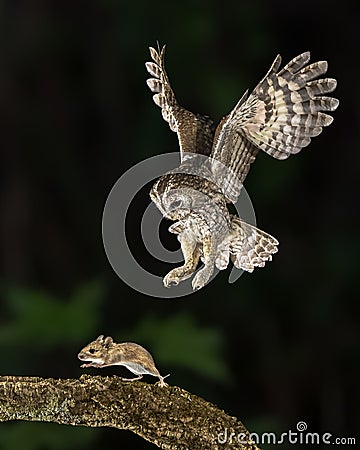 tawny owl catching mouse on trunk Stock Photo