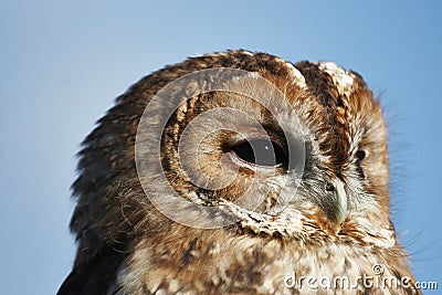 Tawny Owl Stock Photo