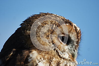 Tawny Owl Stock Photo