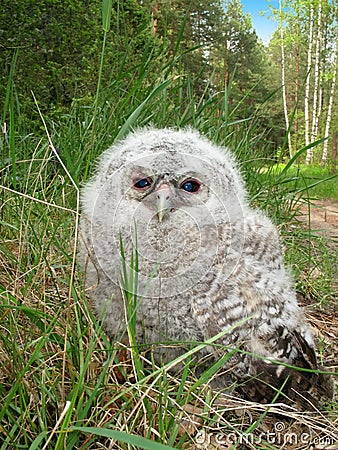 Tawny Owl fledgeling Stock Photo