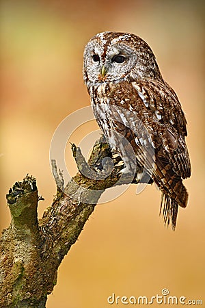 Tawny owl in the forest. Brown bird Tawny owl sitting on tree stump in the dark forest habitat. Beautiful bird sitting on the Stock Photo