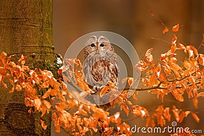 Tawny owl hidden in the fall wood, sitting on tree trunk in the dark forest habitat. Beautiful animal in nature. Bird in the Stock Photo