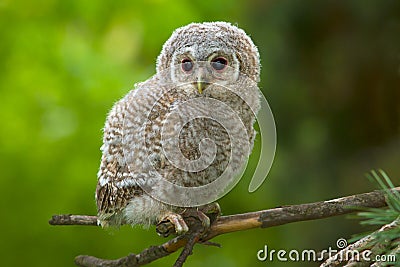 Tawny owl, juvenile / Strix aluco Stock Photo