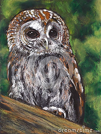 Tawny Owl, Oil Pastel Painting Stock Photo