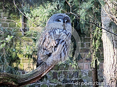 Tawny Owl sleeping on a branch, Strix aluco Stock Photo