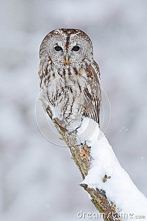 Tawny Owl, snow covered bird in snowfall during winter, nature habitat, Norway Stock Photo