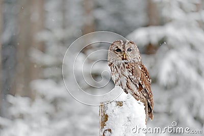 Tawny Owl snow covered in snowfall during winter, snowy forest in background, nature habitat. Wildlife scene from Slovakia. Cold w Stock Photo