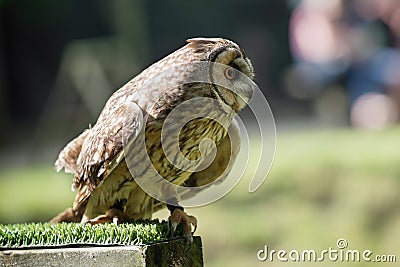 Tawny Owl Strix aluco Stock Photo